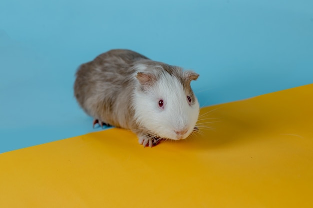 schattige cavia Premium foto