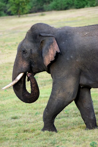 Schattige Ceylon-olifant die op gras loopt en voedsel zoekt