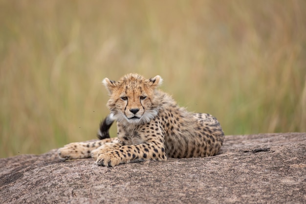 Schattige cheetah cub