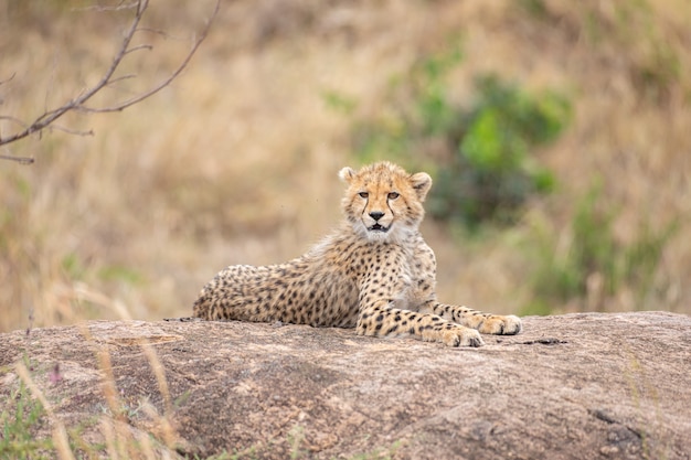 Foto schattige cheetah cub