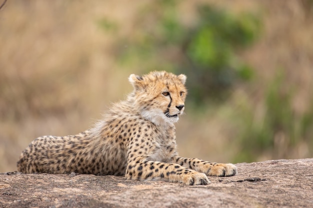 Foto schattige cheetah cub