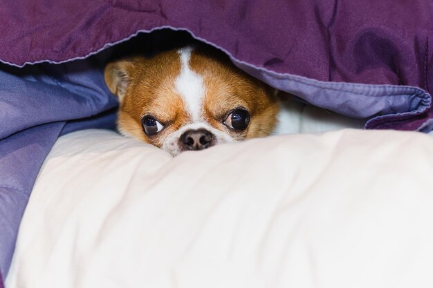 Schattige Chihuahua-hond die onder de zachte deken vandaan gluurt