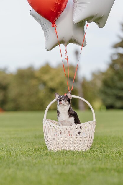 Schattige Chihuahua hond met ballonnen