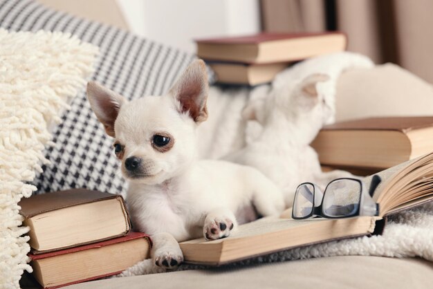 Schattige chihuahua-honden met boeken op de bank