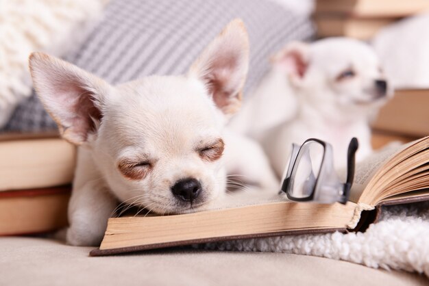 Schattige chihuahua-honden met boeken op de bank