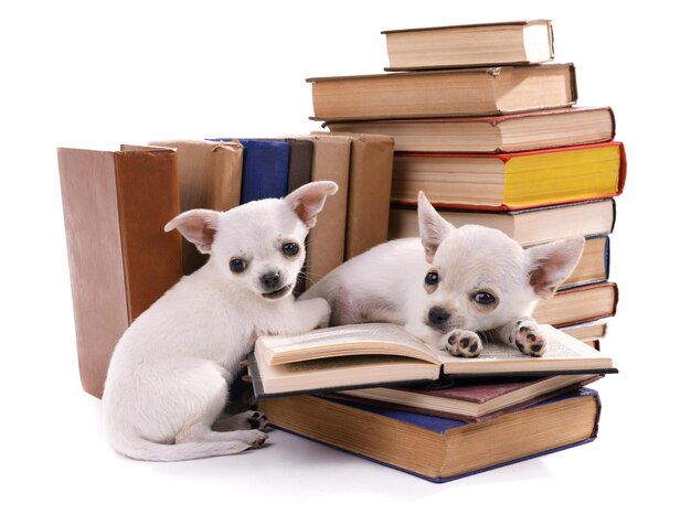 Schattige chihuahua honden op hoop boeken geïsoleerd op wit