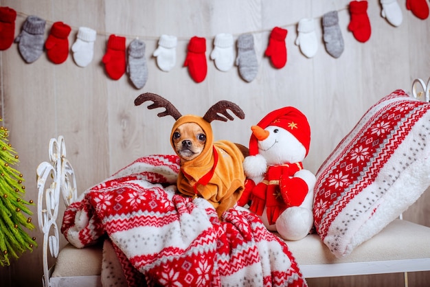 Schattige Chihuahua in een rendierkostuum met grote ogen ligt op een bed