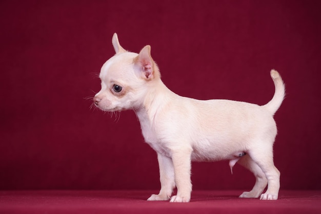 Schattige chihuahua puppy op een bordeauxrode achtergrond