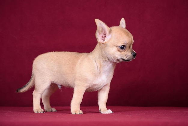 Schattige chihuahua puppy op een bordeauxrode achtergrond