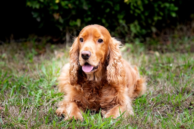 Schattige Cocker-spaniël die van een prachtig park geniet