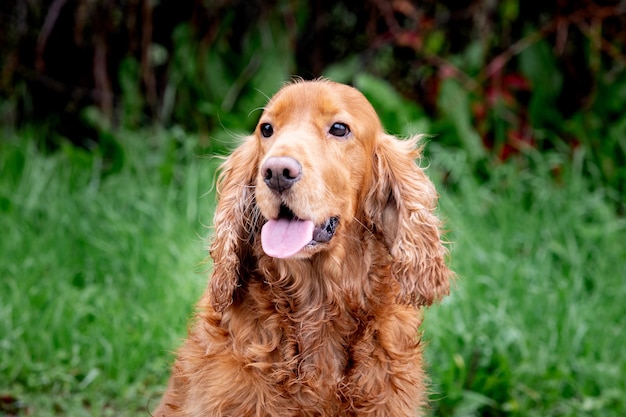 Schattige Cocker-spaniël die van een prachtig park geniet