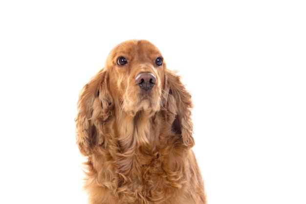 Schattige Cocker Spaniel geïsoleerd op wit