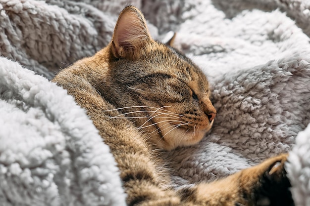 Schattige Cyperse kat slaapt gewikkeld in warme grijze plaid Gestreepte kat duttend op de bank Huisdier in gezellig schattig warm huis