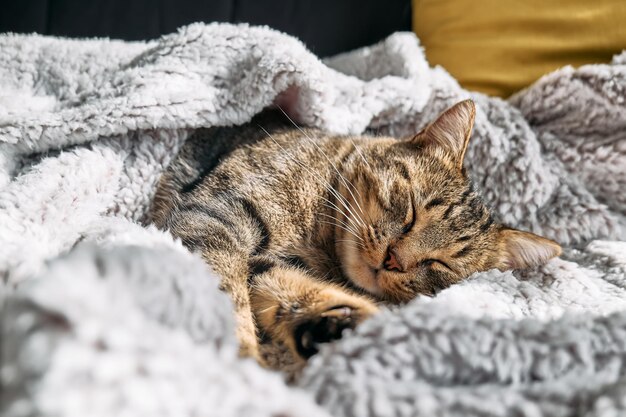 Schattige cyperse kat slaapt gewikkeld in warme grijze plaid gestreepte kat duttend op de bank huisdier in gezellig schattig warm huis