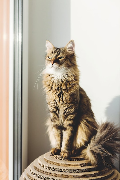 Schattige Cyperse kat trots zittend op de vensterbank in warm zonnig licht Aanbiddelijke Main coon met groene ogen en grappige grappige emotie ontspannen in zonlicht Isolatie thuis