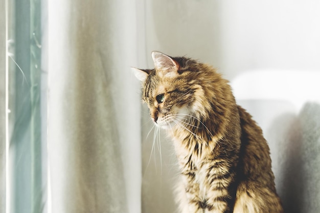 Schattige Cyperse kat zittend op de vensterbank in warm zonnig licht tussen groene planten Schattig Main coon kijkend naar raam op straat Isolatie thuis tijdens coronavirus pandemie concept