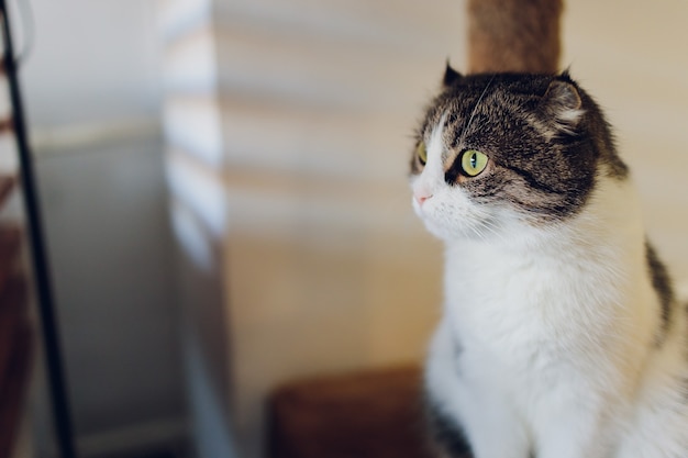 Schattige Cyperse kat zittend op rustieke houten stoel ontspannen op retro in huis.