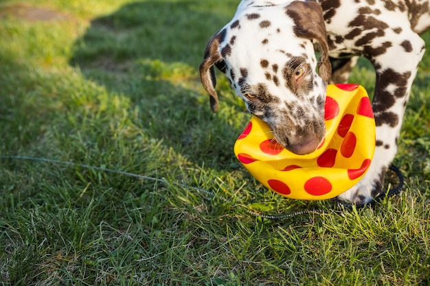 Schattige Dalmatische hond met een bal in de mond Outdoor fun Gelukkig schattige hond spelen met bal op achtertuin gazon op zonnige zomerdag schattige puppy 6 maanden gelukkig rennen over de weide