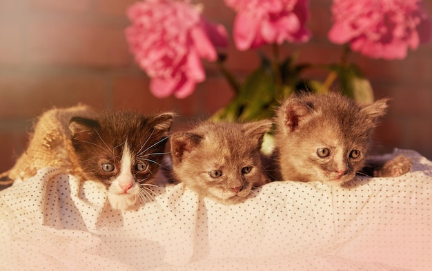 Schattige dieren gedomesticeerde kittens onder bloeiende pioen zomer esthetische achtergrond schattig klein dier in de zomer ontdekking en nieuwsgierigheid jeugd