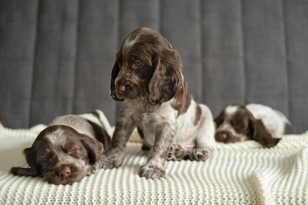 Schattige drie russische spaniel chocolade merle puppy hondje liegen en slapen, zitten op een witte geruite bank. huisdieren zorg en vriendelijk concept. broers en zussen.