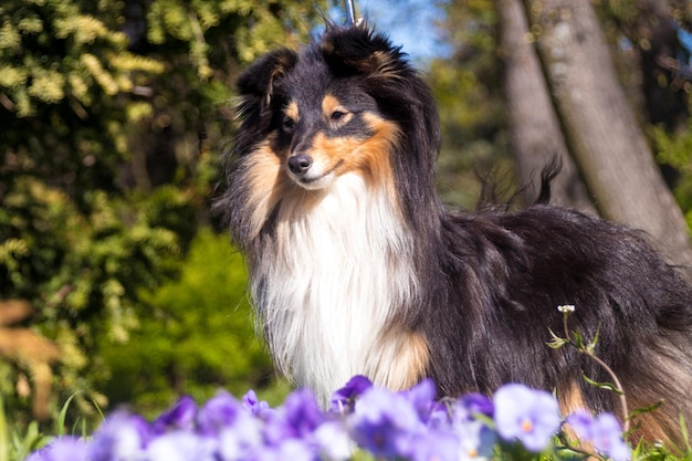 Foto schattige driekleurige sheltie