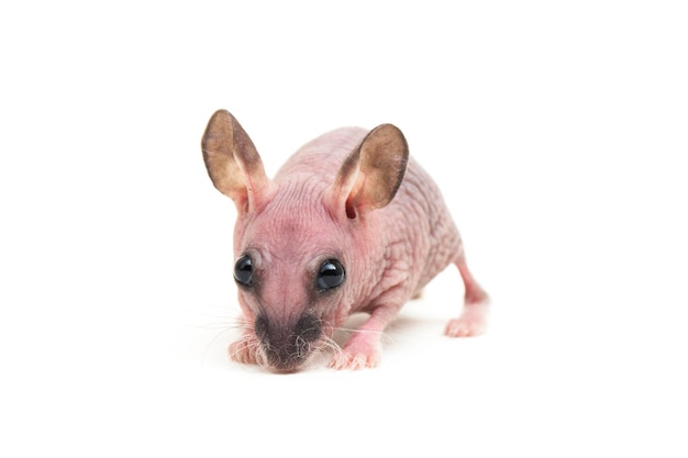 Schattige dwerg haarloze hamster geïsoleerd op witte achtergrond