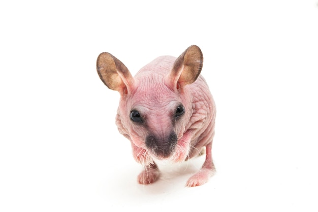 Schattige dwerg haarloze hamster geïsoleerd op witte achtergrond