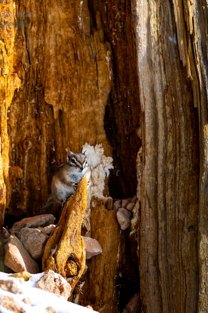 schattige eekhoorn zittend in een boom tijdens de winter in Bryce Canyon National Park, Uintah Chipmunk