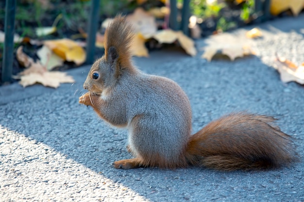 Schattige eekhoorn zittend op de weg in het park