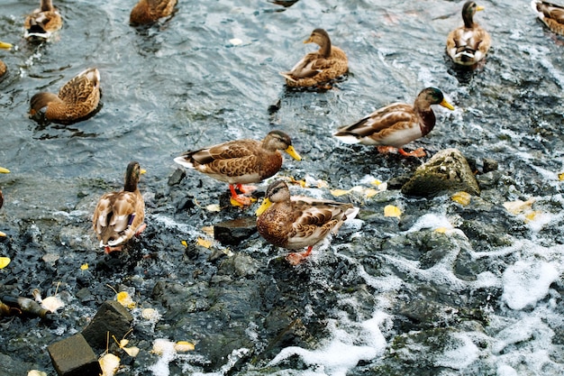 Schattige eendjes op een stadsvijver of meervogels op het water