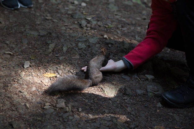 Schattige en harige eekhoorn eet walnoot uit open hand in het bos