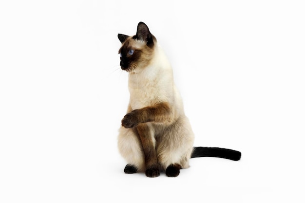 schattige en schattige siamese kat