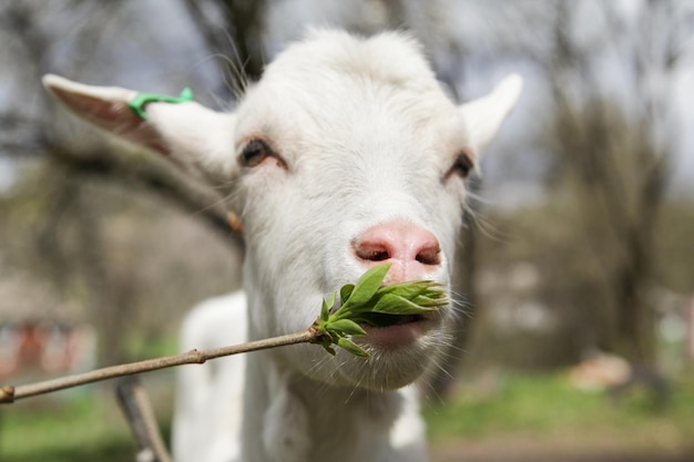 Schattige geit die de verse bladeren aan de boom eet Boerderijdier