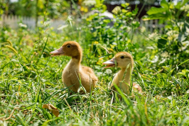 Schattige gele pluizige eendjes op groen gras.