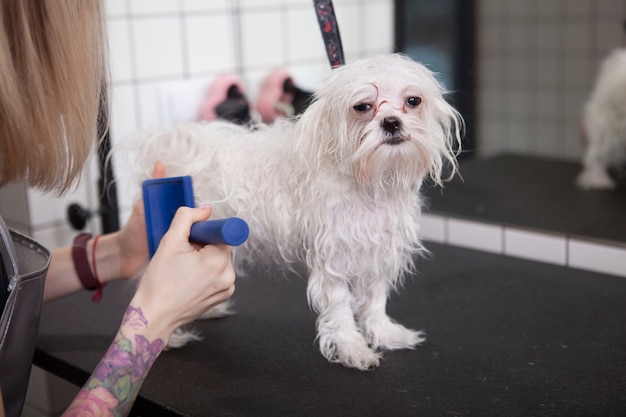 Schattige gelukkige kleine hond bij trimsalon