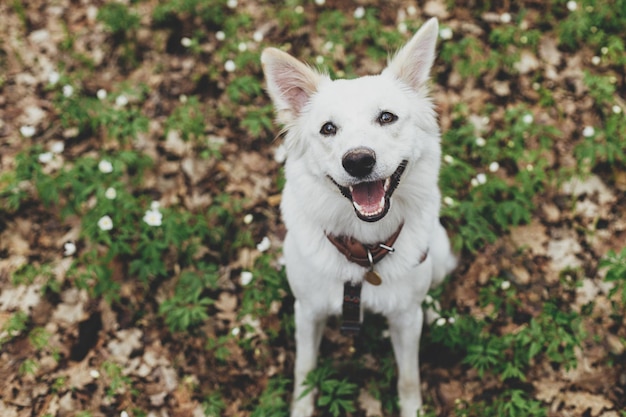 Schattige, gelukkige witte hond die tussen prachtige bloeiende bosanemonen zit in het lentebos