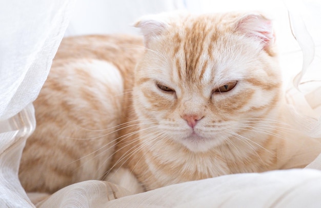 Schattige gember scottish fold-kat zit thuis op een wazige lichte achtergrond fluffy huisdier ziet er nieuwsgierig uit