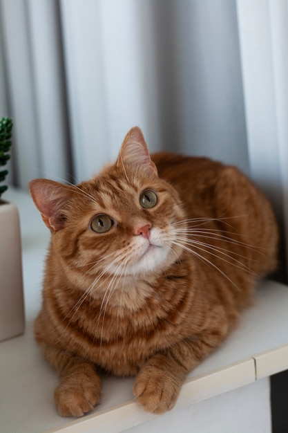 schattige gemberkat zittend op een vensterbank.