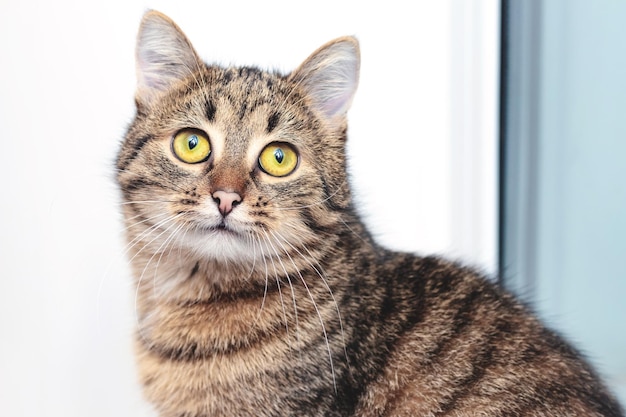 Schattige gestreepte kat die bij het raam zit en omhoog kijkt