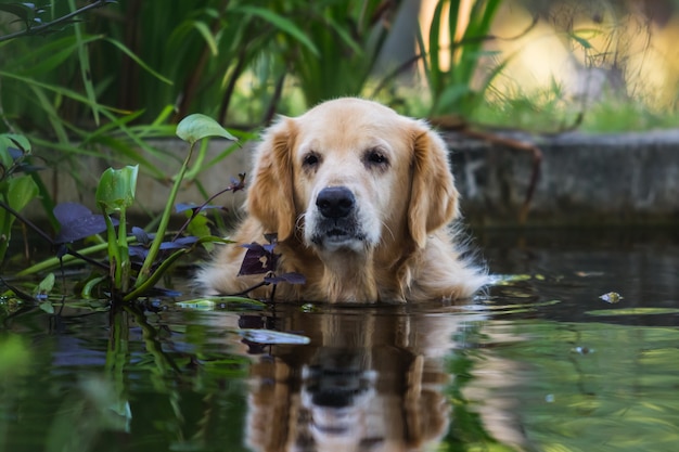 schattige golden retriever hond in de vijver