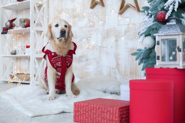 Schattige golden retriever-hond met een rode jas zit in de woonkamer van een appartement of hotel met kerstboom, decoratieve houten sterren, lichten, ballen, geschenkdozen, speelgoed.