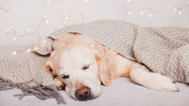 Schattige golden retriever honden slapen onder lichtgrijze wol Scandinavische stijl plaid