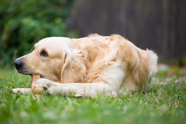 Schattige golden retriever spelen / eten met bot bestaat uit wat varkenshuid op de enorme tuin, die er gelukkig uitziet