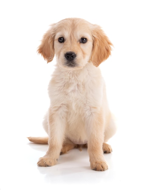 Schattige Golden Retriver pup op witte achtergrond