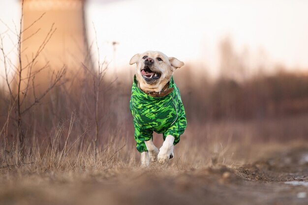 Schattige gouden labrador hond in groene regenjas in een veld