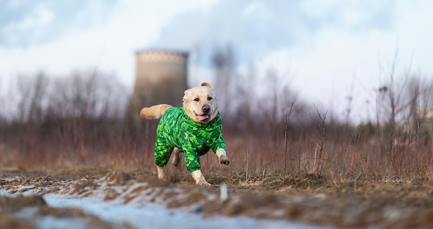 Schattige gouden labrador hond in groene regenjas in een veld