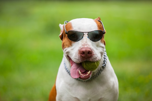 Schattige grappige hond die zonnebril draagt