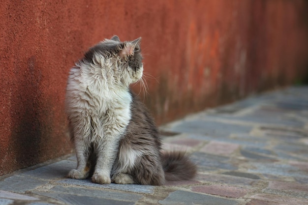 Schattige grappige kat spelen op de achtertuin Kleine grappige kat buiten zitten