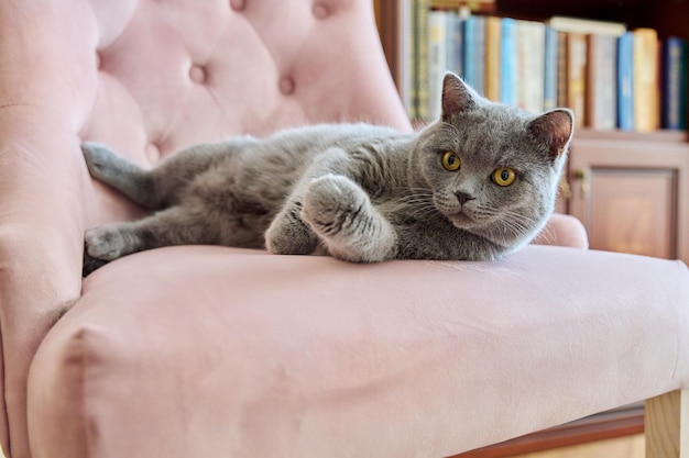 Schattige grijze britse kat thuis op roze fauteuil op kantoor