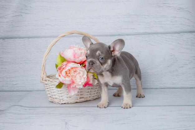 Foto schattige grijze franse bulldog pup met lente bloemen op een lichte witte achtergrond